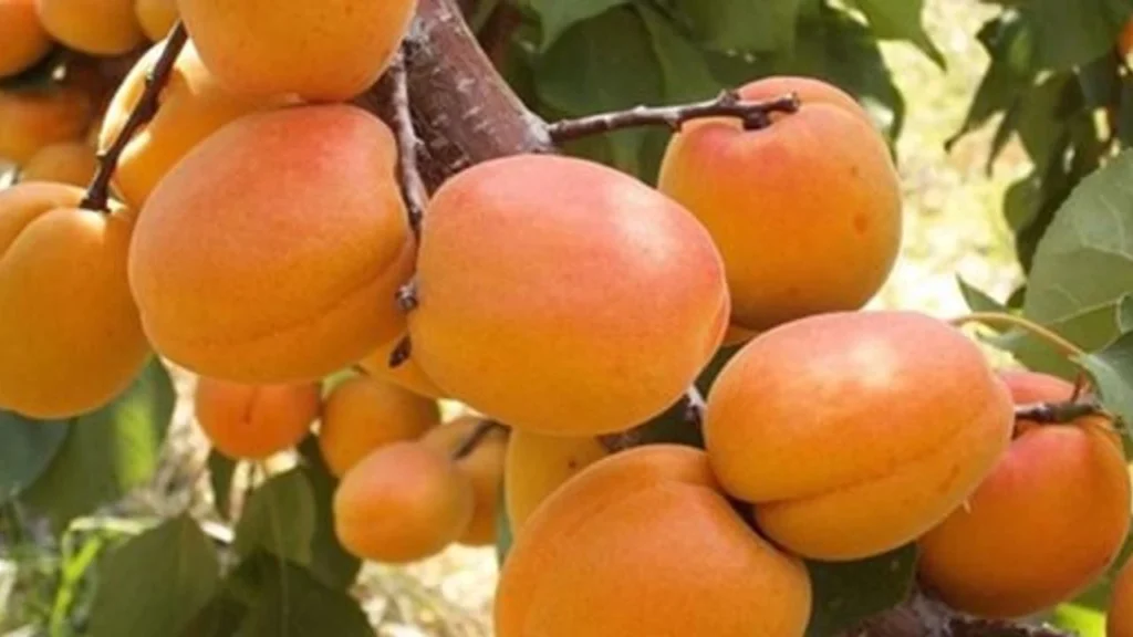 Kayısı Nektarı Tarifi